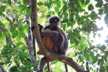 Dusky leaf monkey, Dusky langur, Sectacledp monkey eating fruit on green tree.