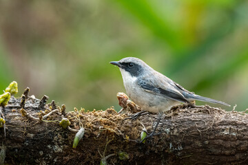 Grey Bushchat perching on an old tree trunk