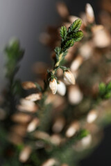 Flower blossoming Erica carnea family Ericaceae modern background high quality botanical prints