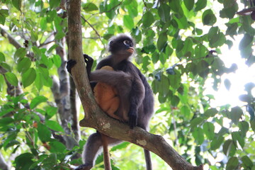 Dusky leaf monkey, Dusky langur, Sectacledp monkey eating fruit on green tree.