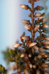 Flower blossoming Erica carnea family Ericaceae modern background high quality botanical prints