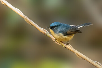 Slaty-blue Flycatcher perching on a perch