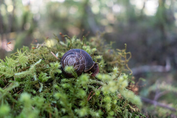close-up of forest snail on a bed of moss