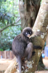 Dusky leaf monkey, Dusky langur, Sectacledp monkey eating fruit on green tree.