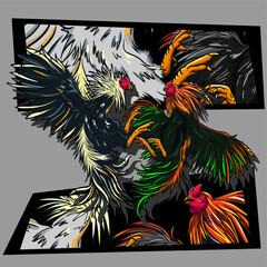  Cock fighting © suriya