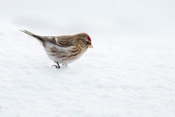 Redpolls are a group of small passerines in the finch family that have characteristic red markings on their heads. 