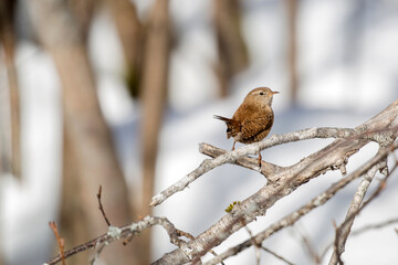 Among our smallest birds, the wren is easily recognized by its unusual brown color with transverse stripes and a short, constantly upturned tail. 