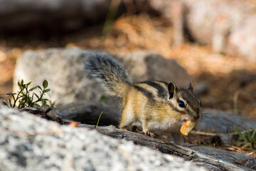 The chipmunk is a small, nimble and very active animal that lives in the Ergaki Nature Park.