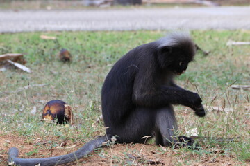 Dusky leaf monkey, Dusky langur, Sectacledp monkey eating fruit on green tree.
