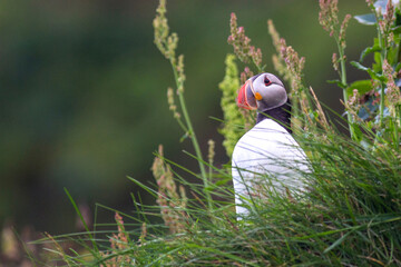 The puffin bird is a symbol of Iceland