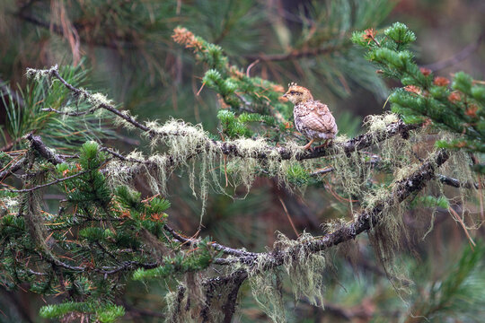 One hazel grouse chick hid from the eyes of predators in the branches of a fir. 
