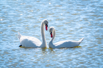 Mating games of a pair of white swans. Swans swimming on the water in nature. Valentine's Day background