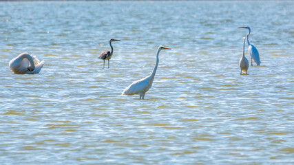 Graceful water birds, white Swan and white and grey herons swimming in the lake.