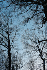 Finally sunshine after extremely cold temperatures, snowfall and ice rain in Pennsylvania. The lights and shadows are spectacular. Tree branches are covered with ice that is sparking in the sun rays.