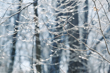 Finally sunshine after extremely cold temperatures, snowfall and ice rain in Pennsylvania. The lights and shadows are spectacular. Tree branches are covered with ice that is sparking in the sun rays.