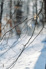 Finally sunshine after extremely cold temperatures, snowfall and ice rain in Pennsylvania. The lights and shadows are spectacular. Tree branches are covered with ice that is sparking in the sun rays.