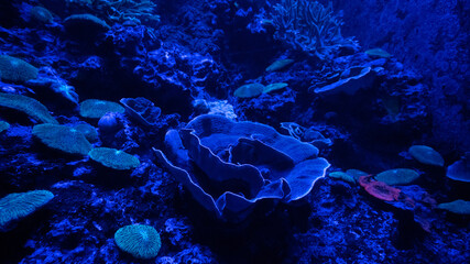 jellyfish in aquarium