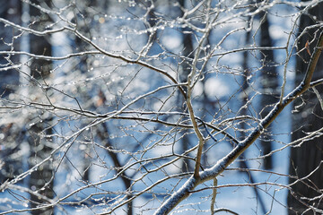 Finally sunshine after extremely cold temperatures, snowfall and ice rain in Pennsylvania. The lights and shadows are spectacular. Tree branches are covered with ice that is sparking in the sun rays.