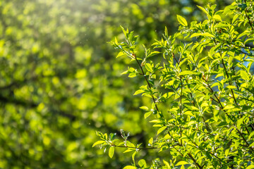 Green bushes with young leaves in the sunset