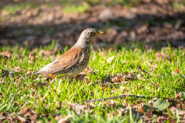 Wood bird Fieldfare, Turdus pilaris, on a sprng lawn.