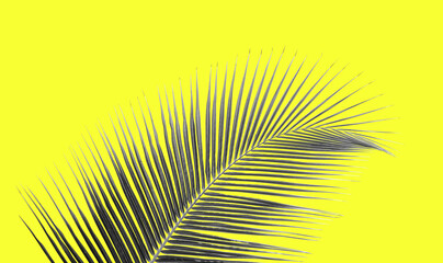 coconut palm leaf isolated on yellow background, toned process