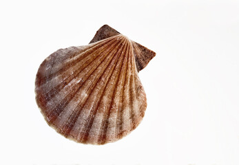 Clam Shell isolated on White