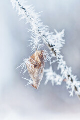 Autumn Leaf and Branch with Hoar Frost