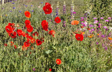 Red poppies on a flower bed in the garden.