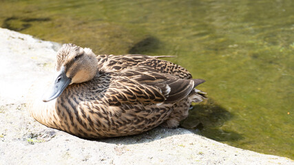duck on the water