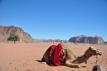 camels in the desert
