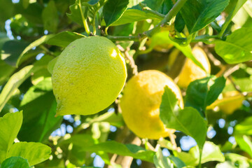 Arbol de Limón, Lemmon Tree