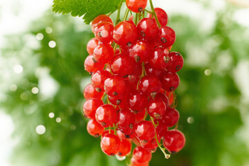 Red currant, selective focus. Blurred background of foliage.