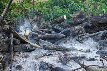 Rainforest burning under smoke in sunny day in Malaysia. Concept of deforestation, fire, environmental damage and crime in the largest rainforest on the planet.