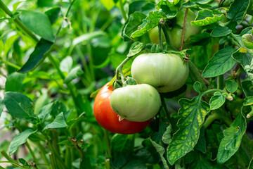 Bunch of organic ripe and unripe tomato in greenhouse. Homegrown, gardening and agriculture consept. Solanum lycopersicum is annual or perennial herb, Solanaceae family. Cover for packaging seeds.