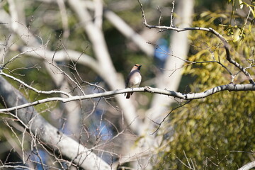 japanese waxwing on the branch