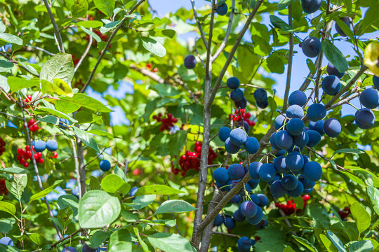 Homegrown, gardening, agriculture and gmo free consept. Plum home (Punus domestica) fruit plant, Plum of Rose family. Natural vegetable organic food production.
