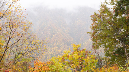 Fototapeta premium mist in the forest