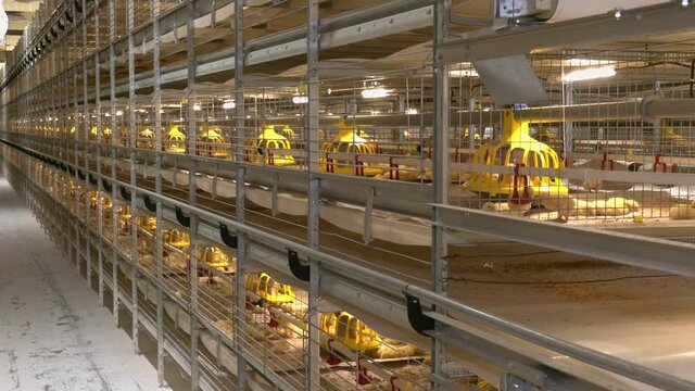 Chicken broilers. Poultry farm. Portrait of chicken broilers. Cages for growing broiler chickens.
