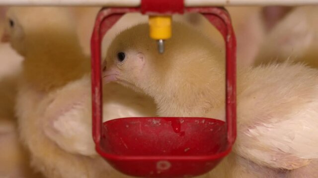 Baby chicken in poultry farm. Group of little chickens in a farm eating. On a modern poultry farm, broilers drink water and take medications for drinking 

