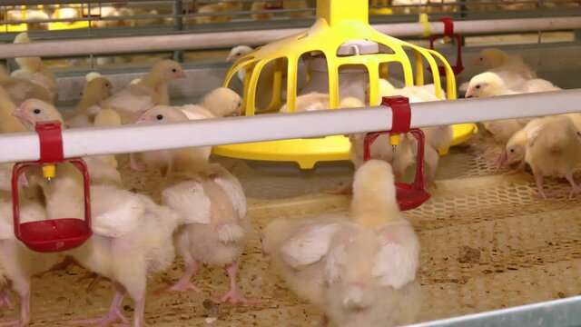 Young broiler chicken in a cage near the feeder. On a modern poultry farm, broilers drink water and take medications for drinking. Agricultural business raising chickens
