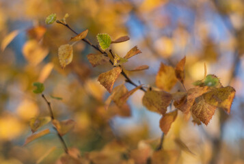 autumn leaves