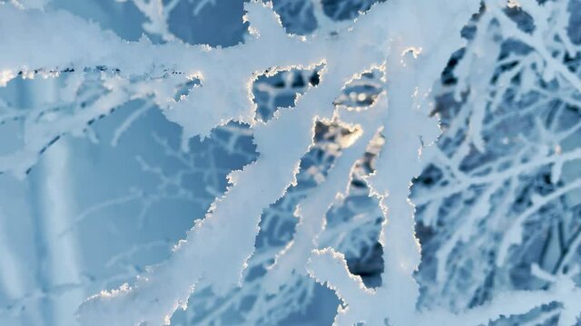 VERTICAL, CLOSE UP, LENS FLARE, DOF: Golden winter morning sunbeams illuminate the frozen tree branches covered in fresh snow. Sunrise shines on the idyllic wintry forest on a sunny day in December.