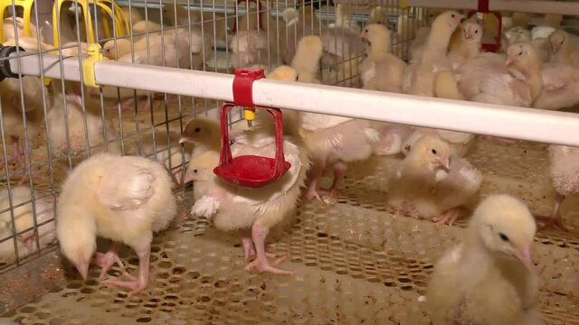 On a modern poultry farm, broilers drink water and take medications for drinking. Agricultural business raising chickens
