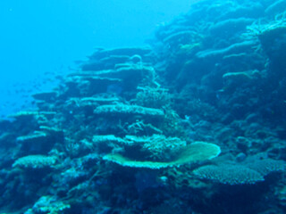 diver and reef