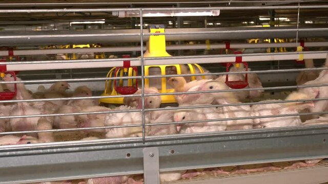 Baby chicken in poultry farm. On a modern poultry farm, broilers drink water and take medications for drinking.  2 week old broiler chicken. Raising chickens in cages.
