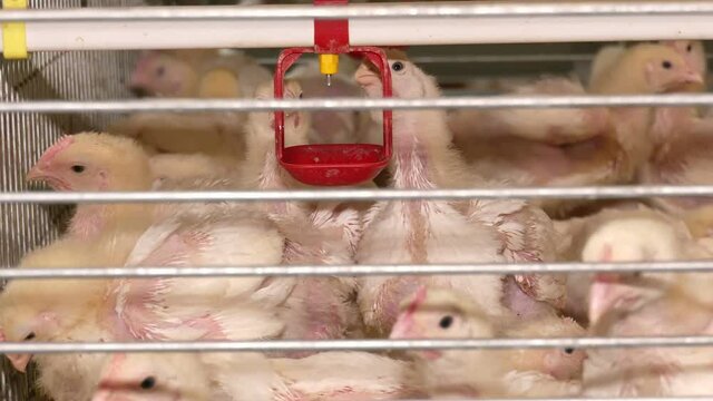 Baby chicken in poultry farm. On a modern poultry farm, broilers drink water and take medications for drinking.  2 week old broiler chicken. Raising chickens in cages.
