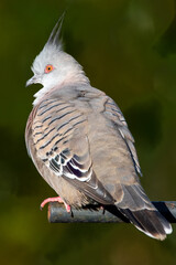Crested pigeon sitting on a perch with back to camera
