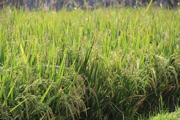 green rice field