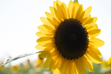 sunflower on the field