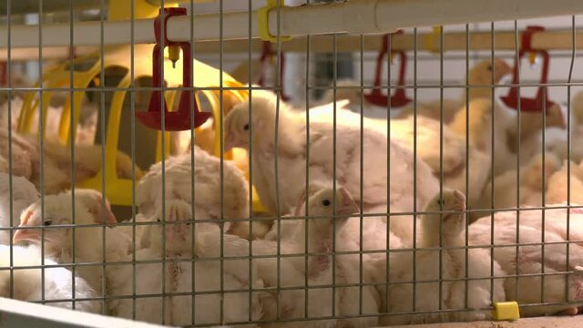 Broiler chickens peek out of a metal cage. Baby chicken in poultry farm. 
